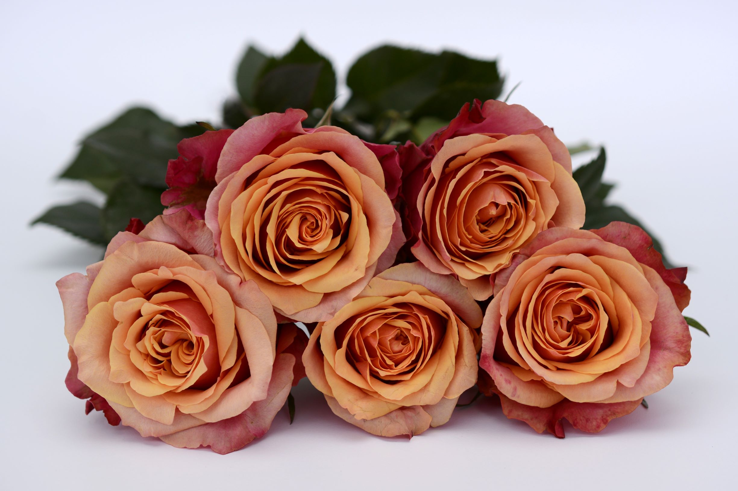 blooming red roses bouquet